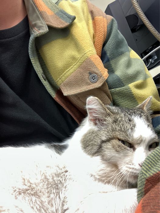 Кот найден. Ищет дом. Ласковый и манерный.