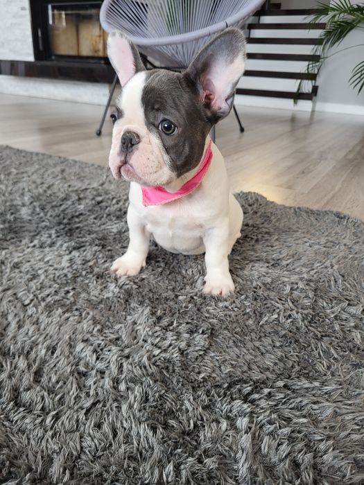 Bulldog francez blue pied