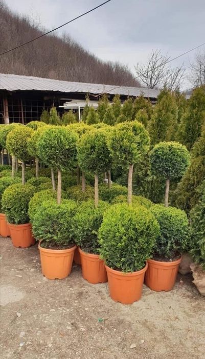 Plante ornamentale de orice specie la pret minim