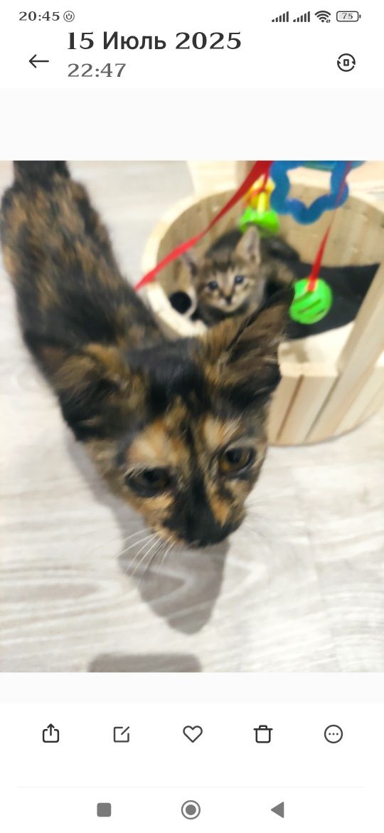 Бесплатно котёнок