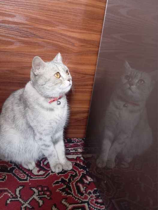 шиншилла серебристая 2 лет