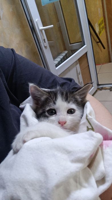 Отдам в хорошие руки котенка ..