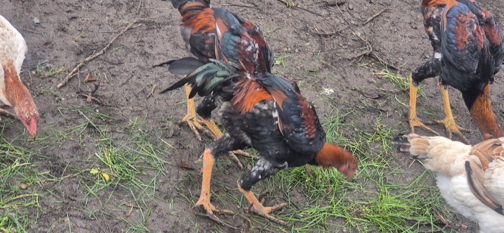 Cocosi malaezieni 2025