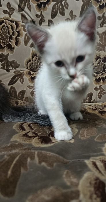 Отдам котят в хорошие руки.