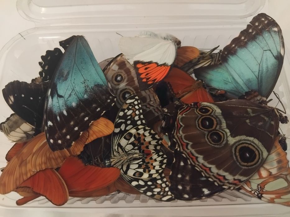 Крила на истински пеперуди