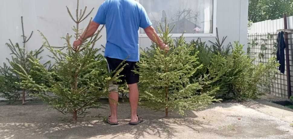 Brazi ornamentali variati pentru grădini spectaculoase