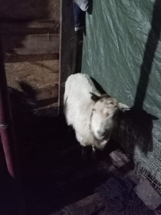 Vand capre bune de lapte a fata