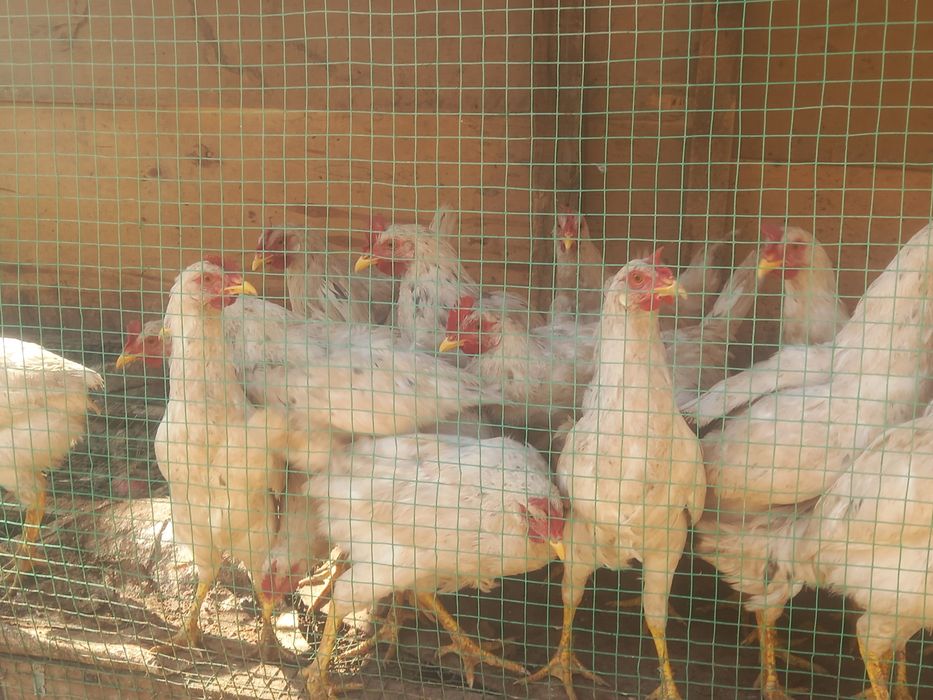 Uyda  boqilgan xurozlar 6 oylik xurozlar