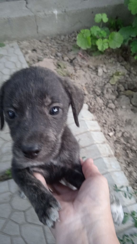 Щенки 1.5 месяца