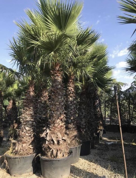 Palmieri diferite specii transport oriunde în țară