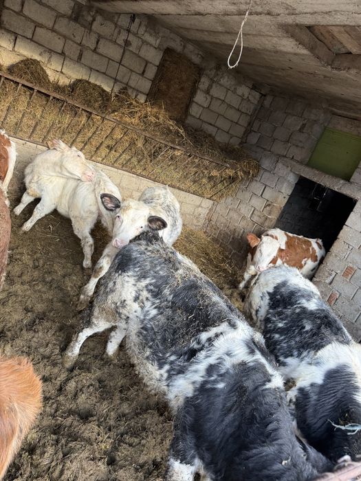 Vând vițeii belgiani si balțat