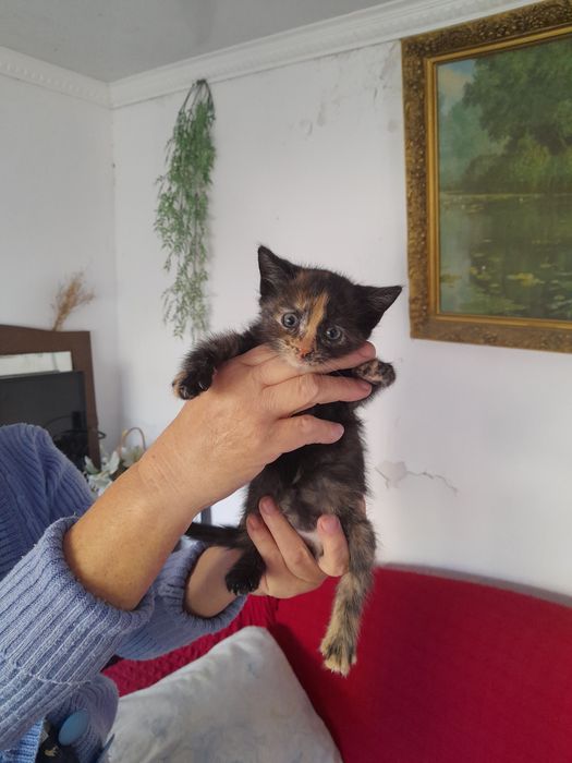 Отдам котят в добрые руки два месяца очень подвижные