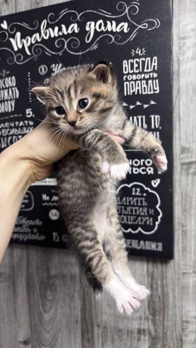 Отдам котят в хорошие руки
