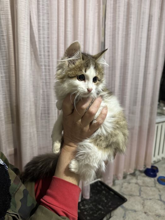 Отдам котенка в добрые руки!