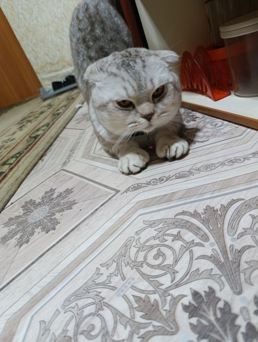 Продам кота британский веслоухи