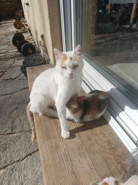 Котенца малки подарявам две женски и едно мъжко.