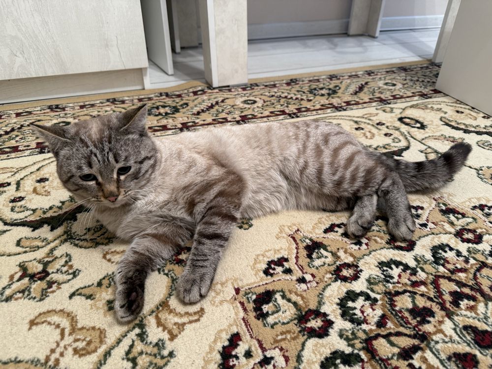 Котенок Люциус с документами!