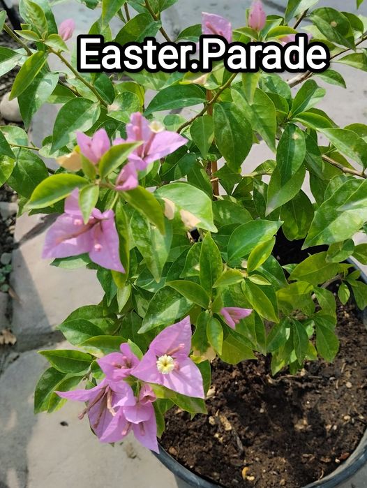 В продаже бугенвиллии