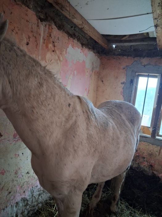 Vând armăsar 8 9 ani