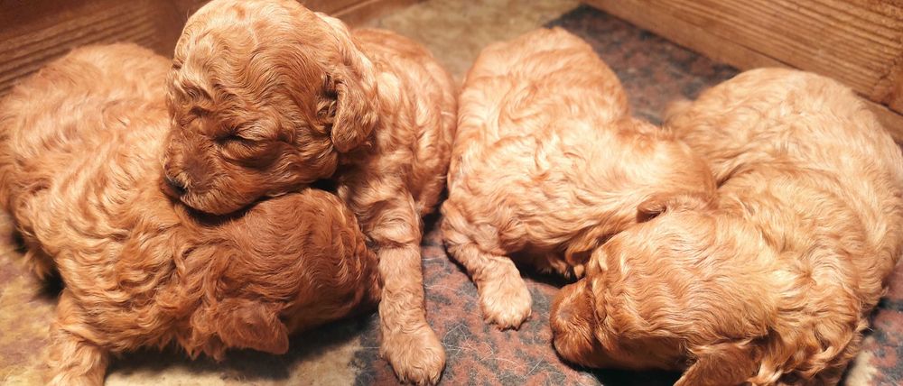 Той и мини пуделчета