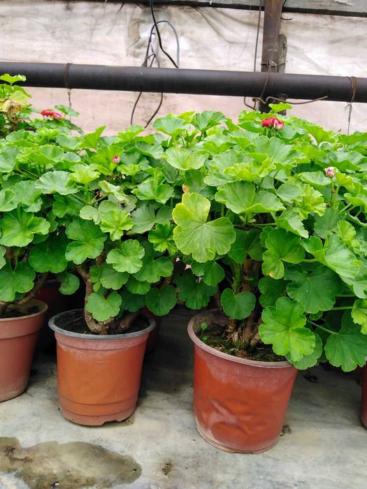 Комнатные цветы, герань розебудная