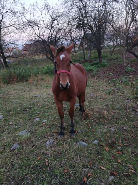 Mânz de 10 luni din părinți foarte buni