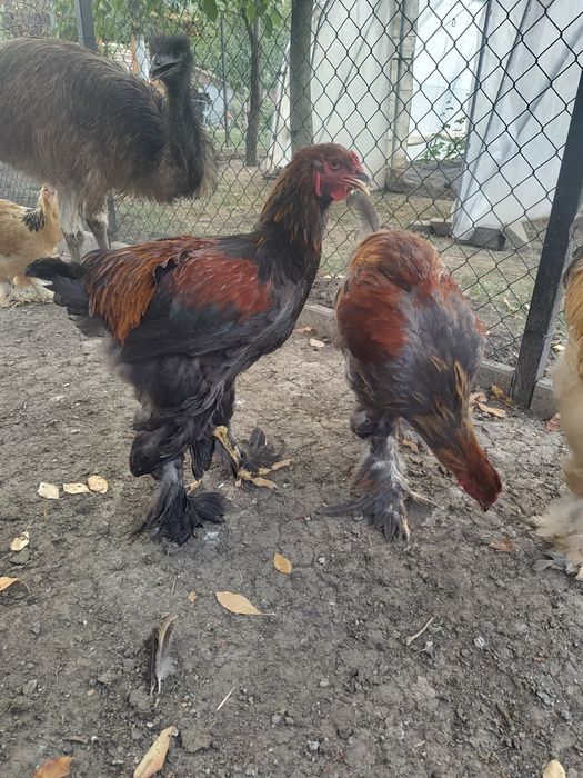 Vand cocosi diferite rase (Brahma, Araucana, Australorp, Marans)