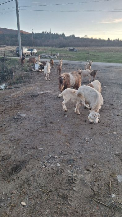 Кози и ярета за клане или домазлък