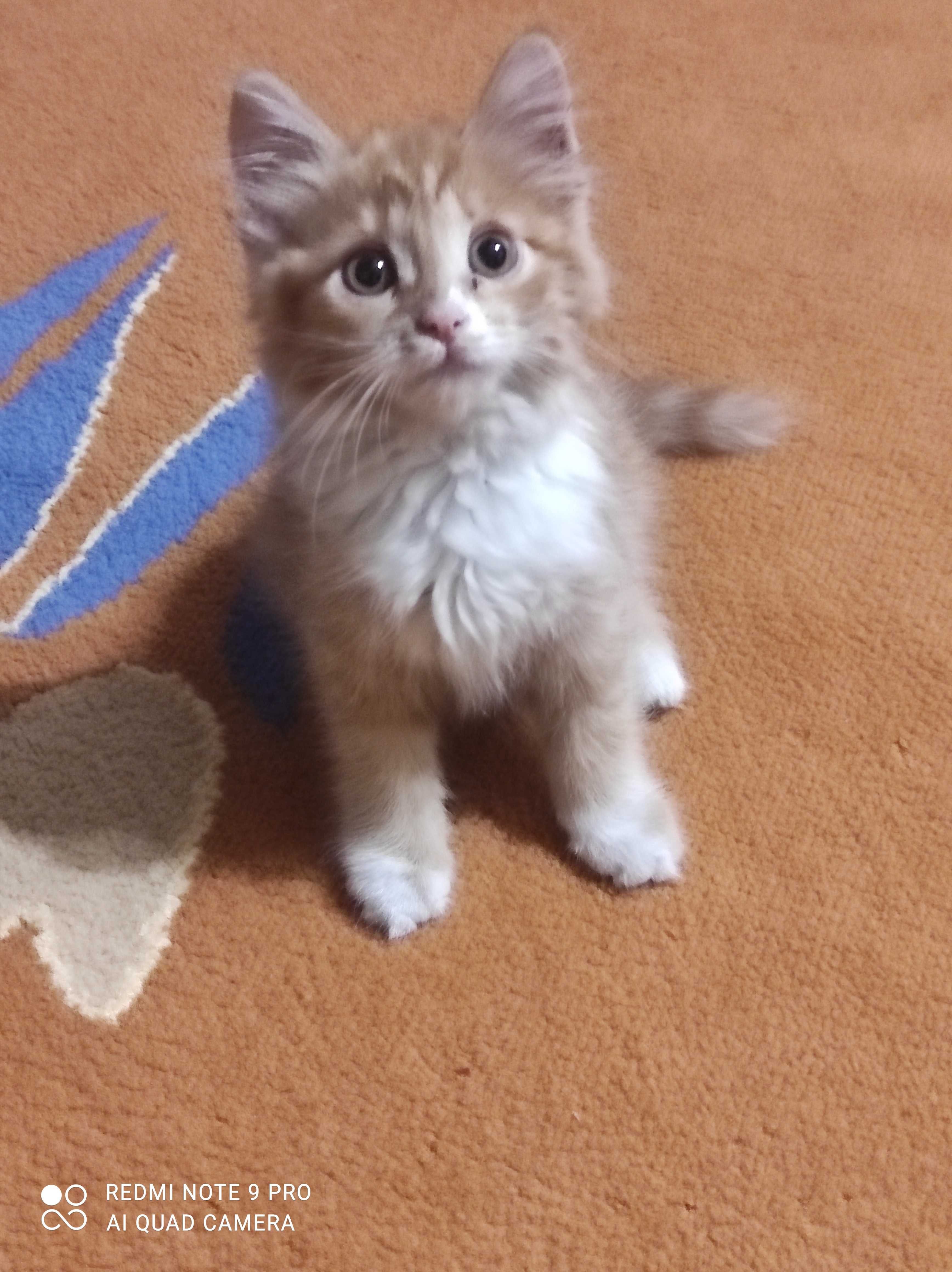 Рыжий котенок, солнечный  комочек счастья.