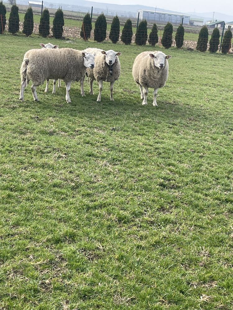 vand berbeci texel