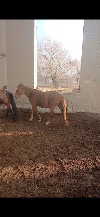 Бие ұрғашы құлынымен обмен