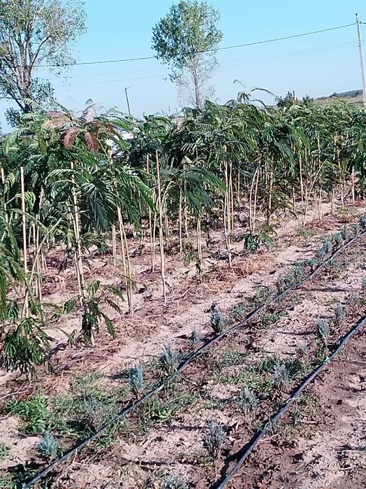 Albizzia,Platani,Tuia