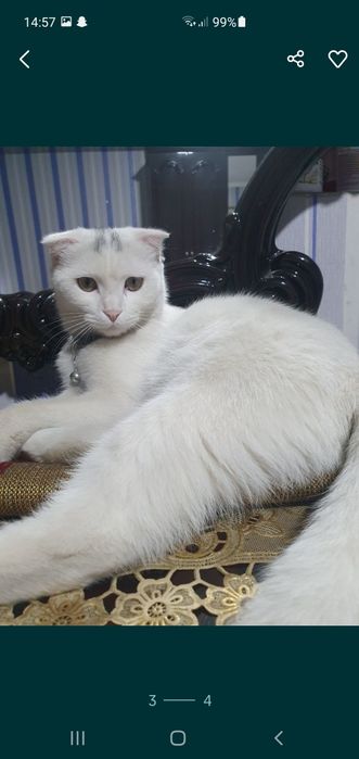 Кошка скотиш фолд выслоухая