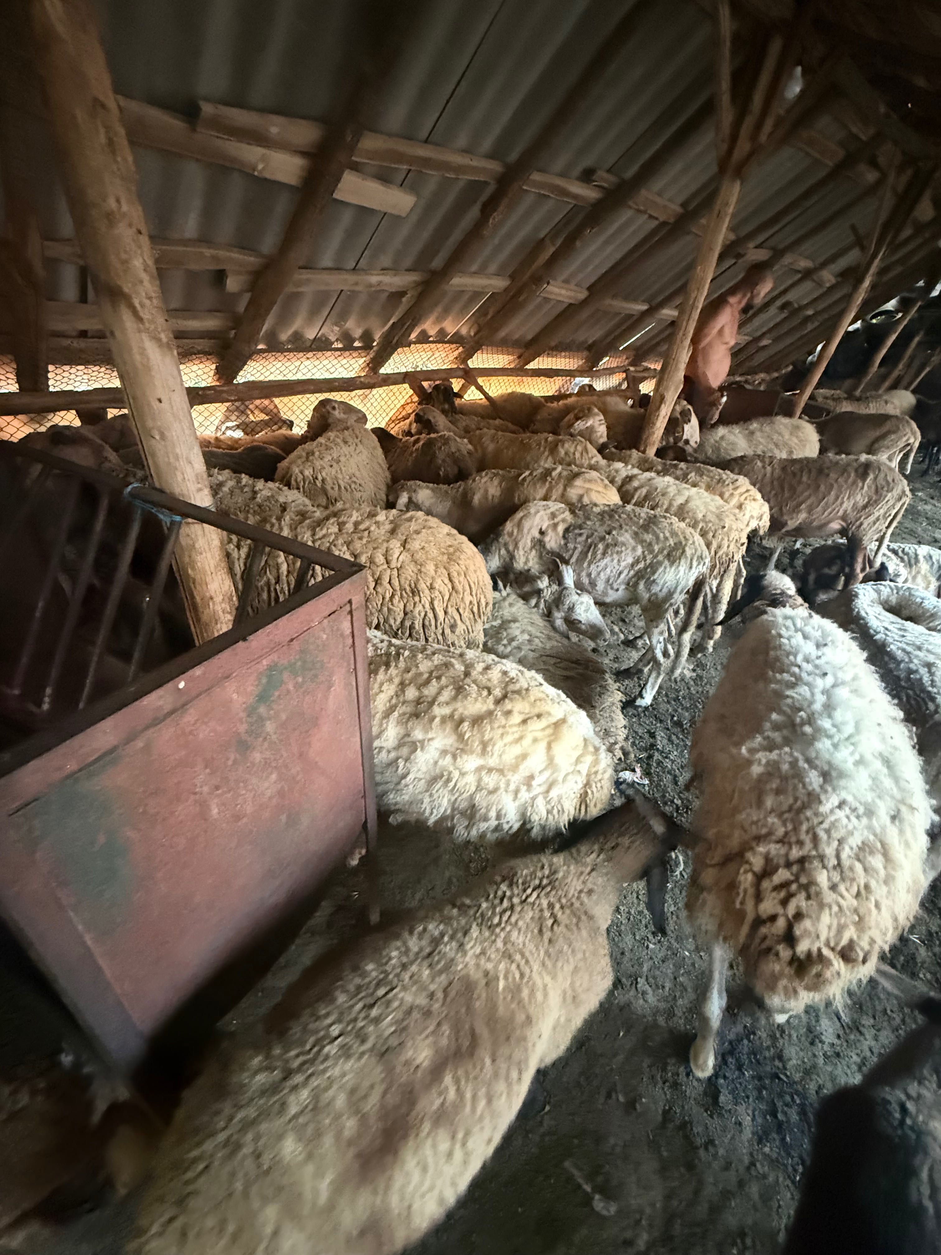 Продавам млади Овце