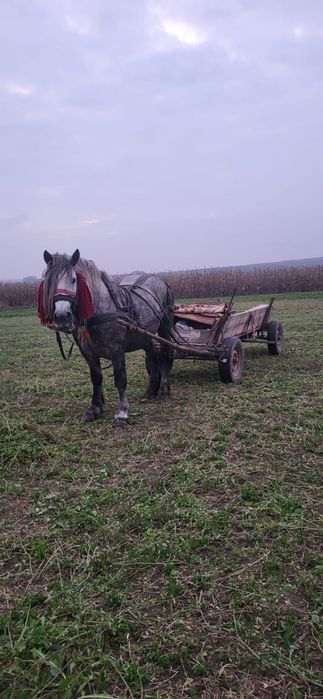 Vand armasar de 7 ani