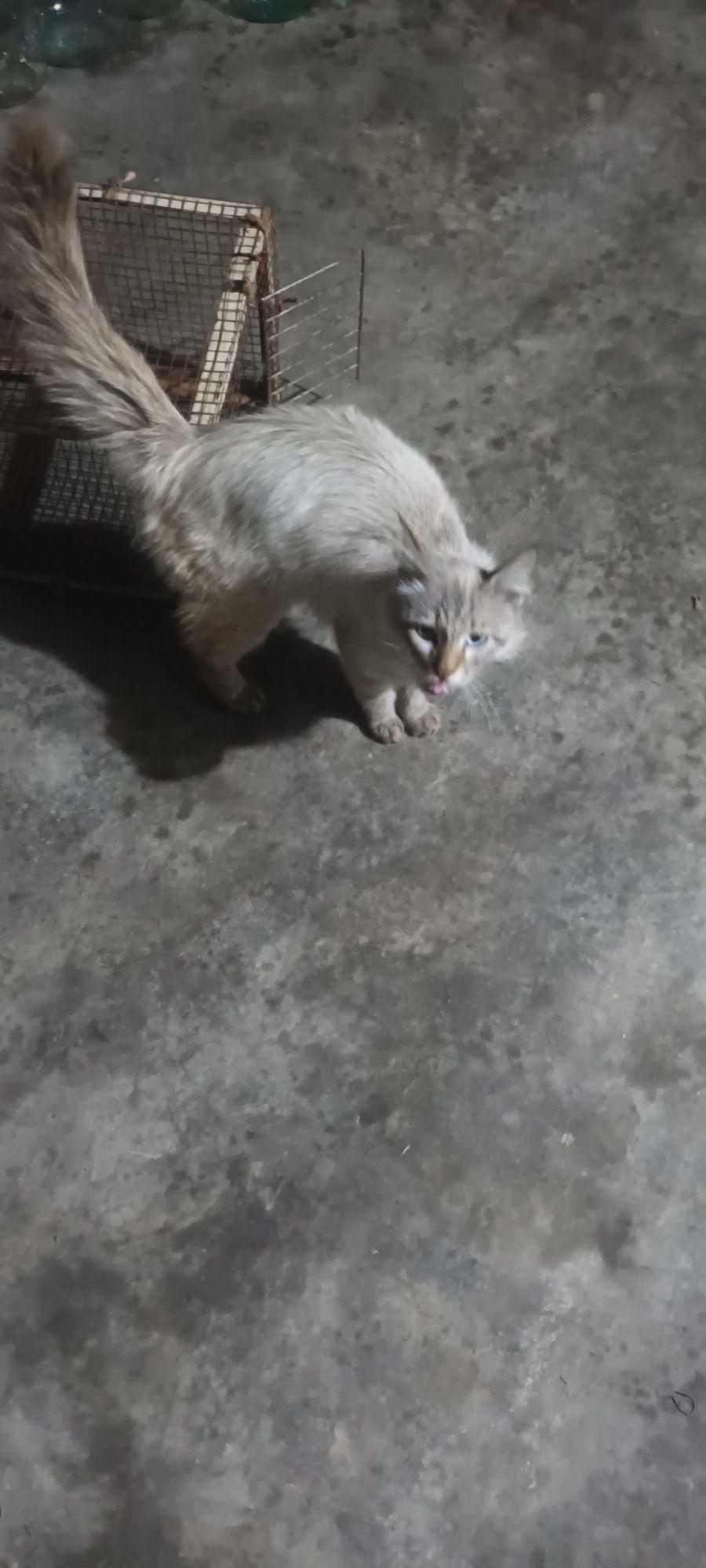 Mushik sotiladi zoti angorka jinsi qiz soglom