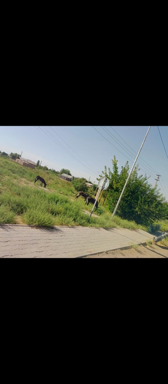 Осла осёл Есек бар сатылатынтын