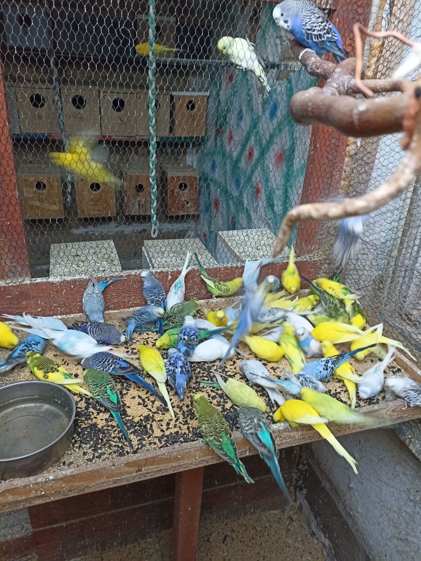 Vând Papagali Perusi