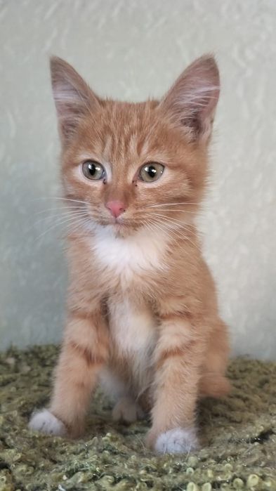 Отдам котенка в добрые руки