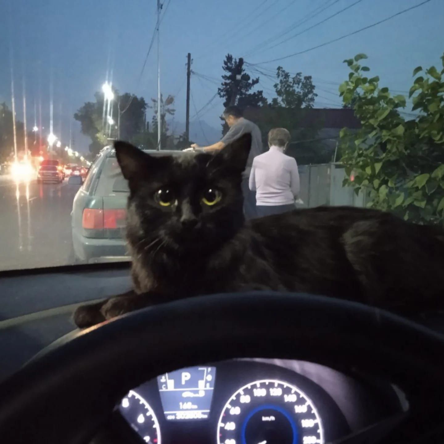 Пропал кот, чисто черный