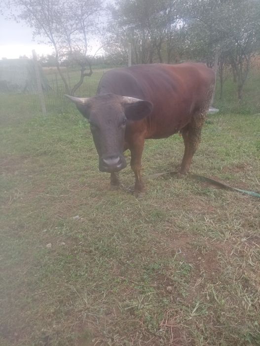 Vând vaca și vitel