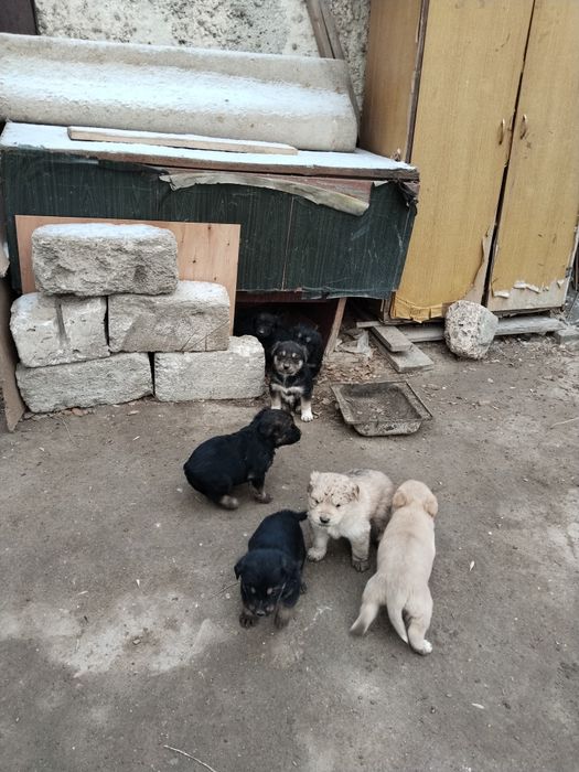 Отдам щенят в добрые руки!!!