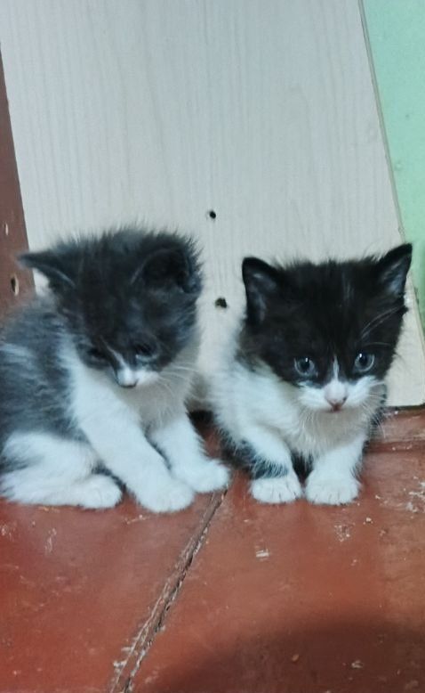 Отдам в добрые руки