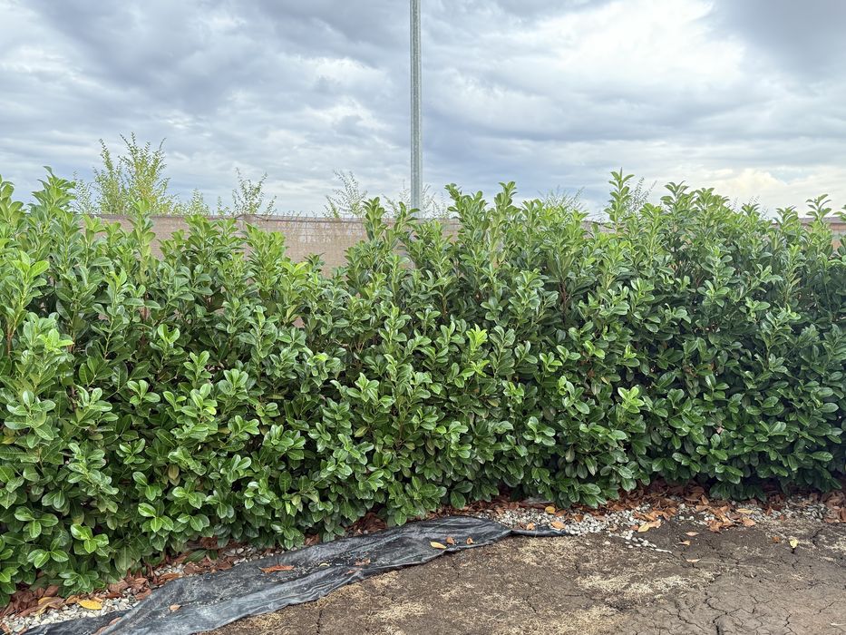 Laur englezesc, Prunus lauraceratus, Gard viu, Garantie