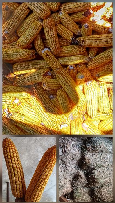 De vânzare grăunțe și baloți din lucernă