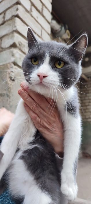 Отдам молодого котика в добрые руки