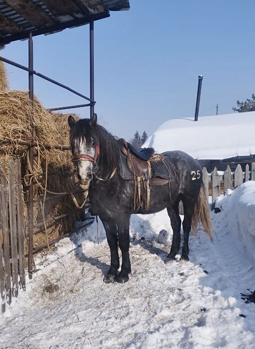 Продается жеребец 5 лет