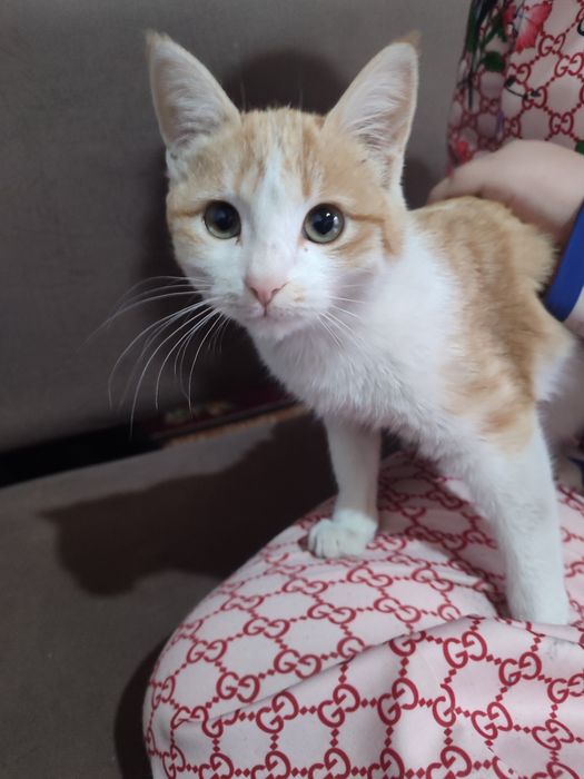 отдам в добрые руки котёнка