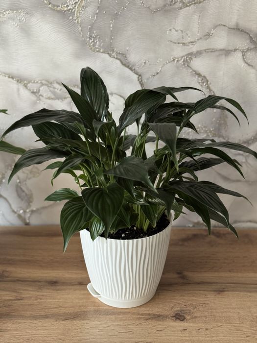 Комнатные растения. Домашние цветы