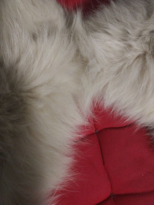 Guler blana de vulpe polară